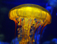 Click here for the Aquarium Jellyfish gallery