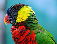 Click here for the Aquarium Lorikeets gallery