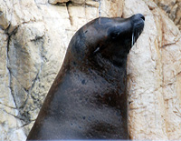 Click here for the Aquarium Other Animals gallery