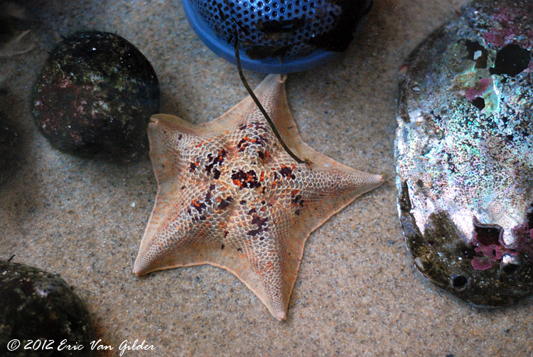 starfish