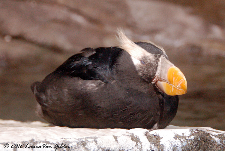 puffin
