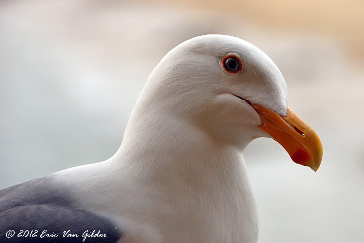 Seagull