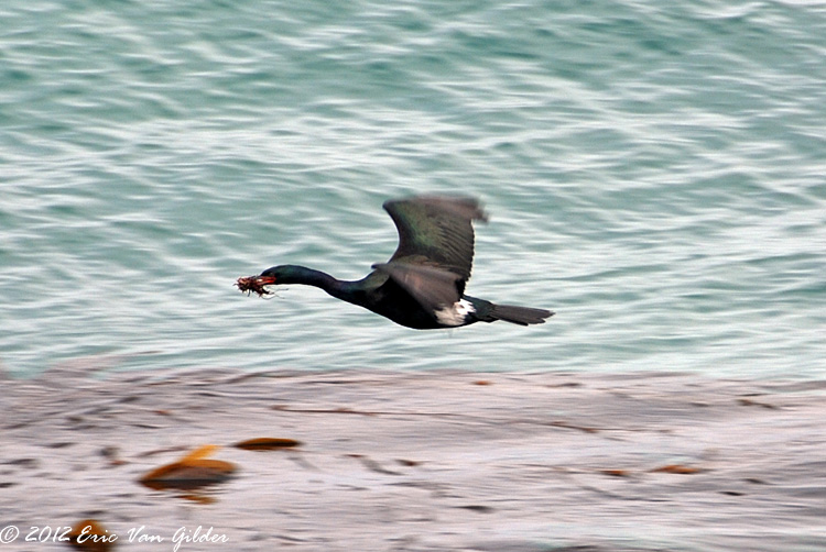 Cormorant