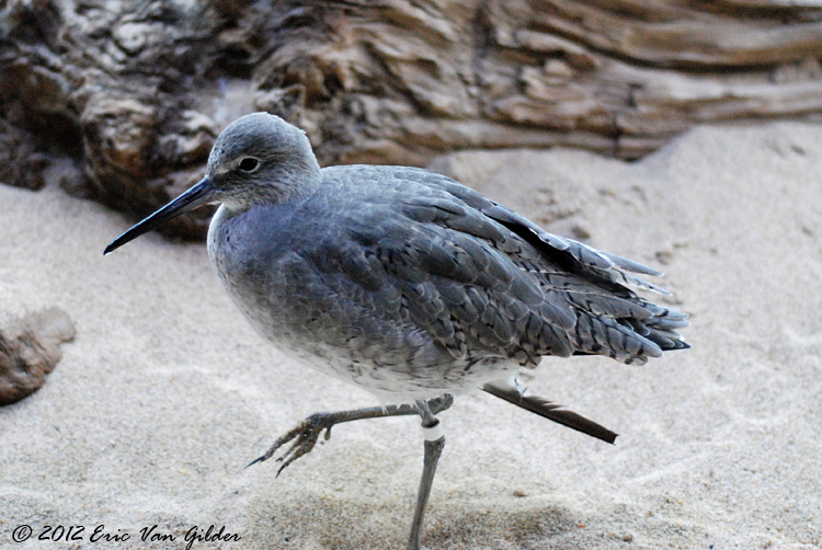 Sandpiper