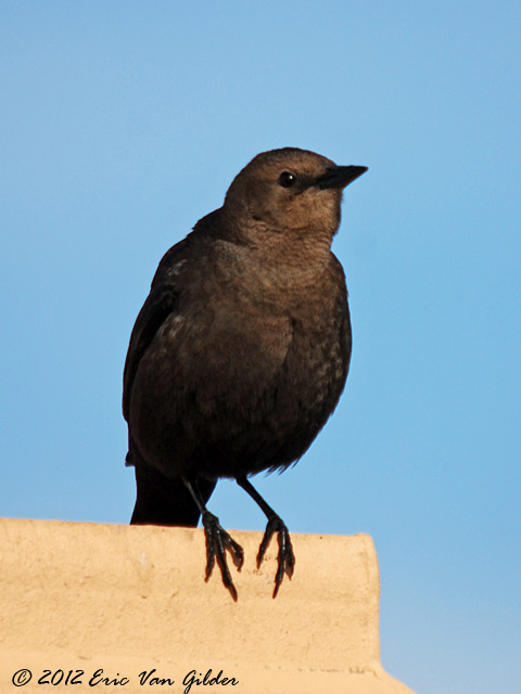 Finch