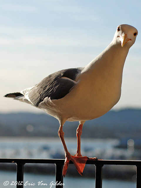 Seagull