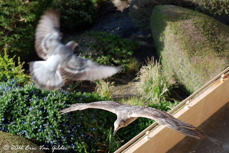 Seagull and pigeon