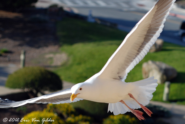Seagull pass