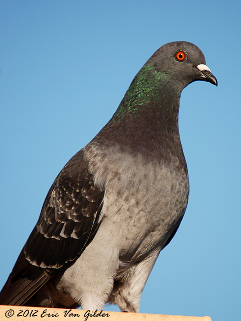 Pigeon