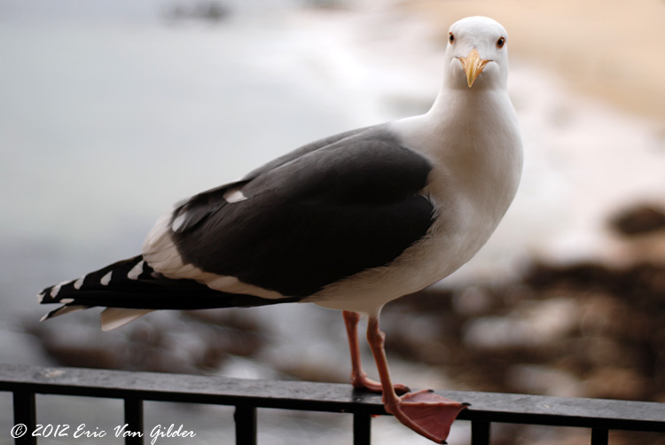 Seagull