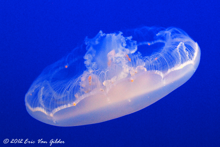 Jellyfish