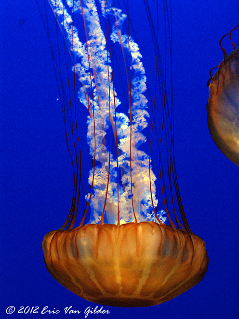 Jellyfish