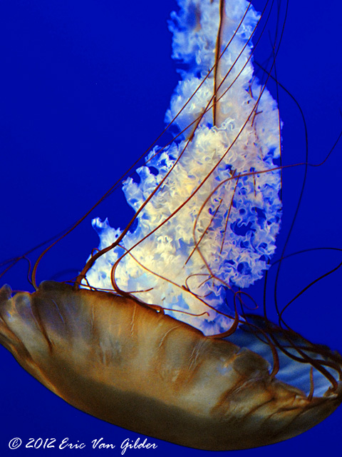 Jellyfish