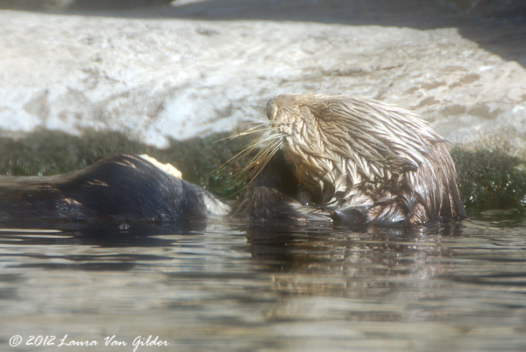Otters