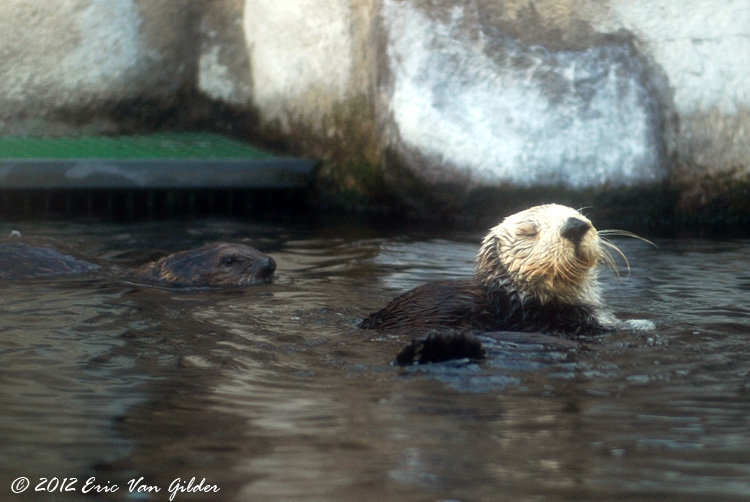 Otters
