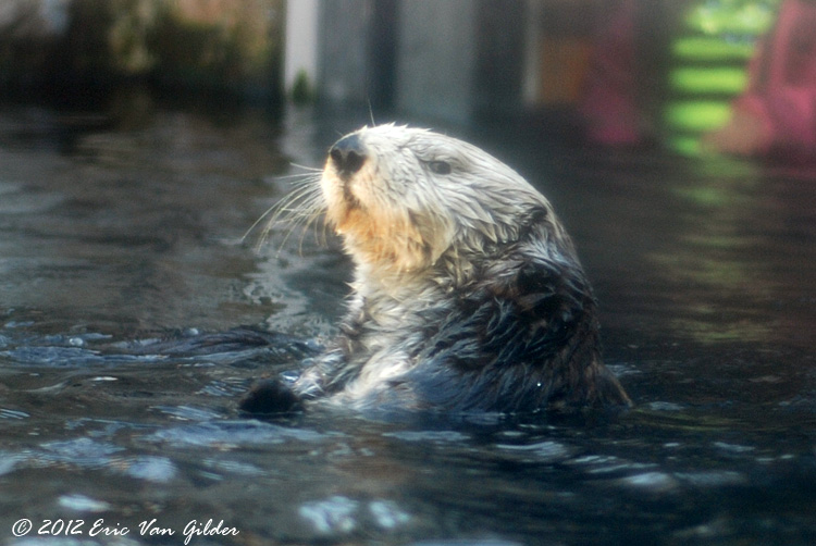 Otters