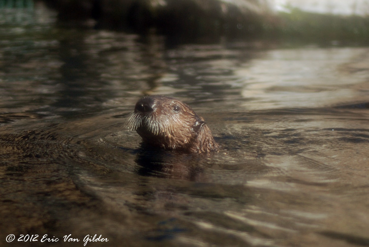 Otters