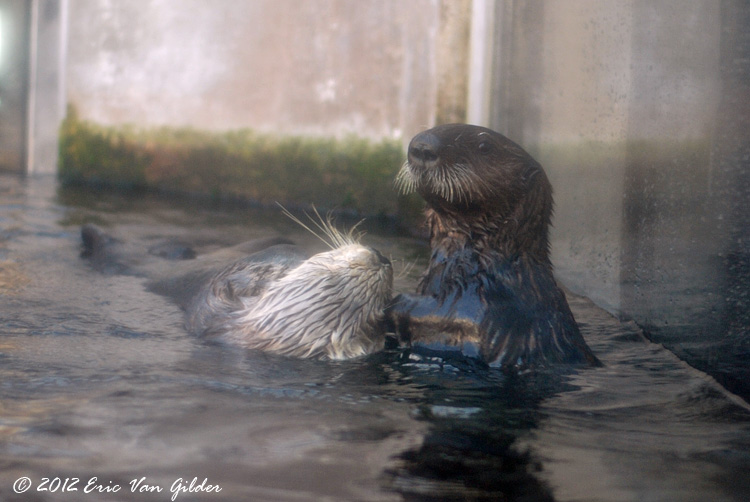 Otters
