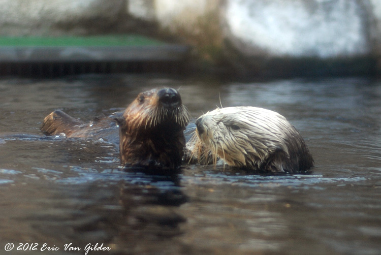 Otters