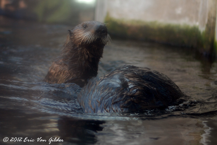 Otters