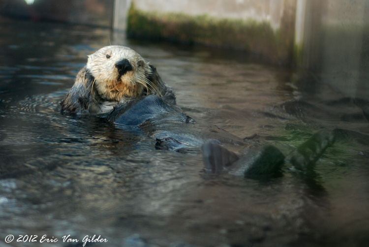 Otters