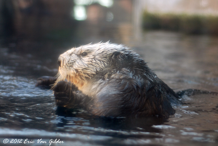 Otters