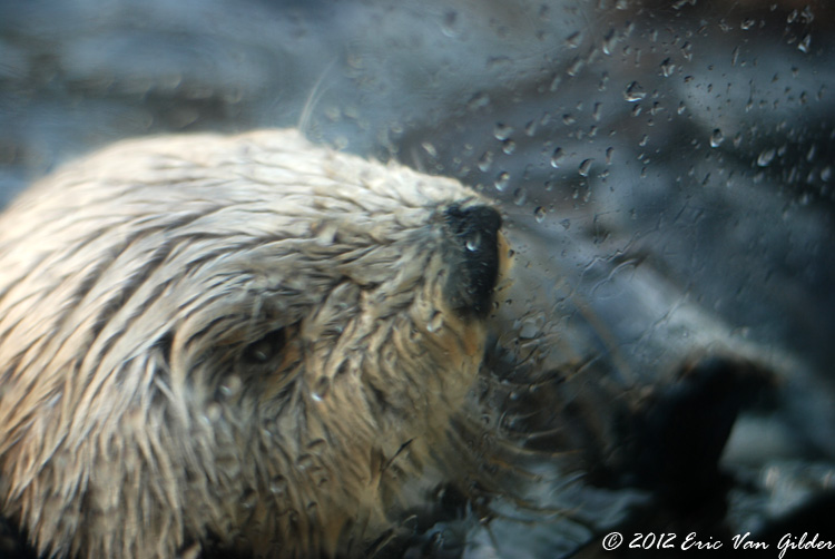 Otters