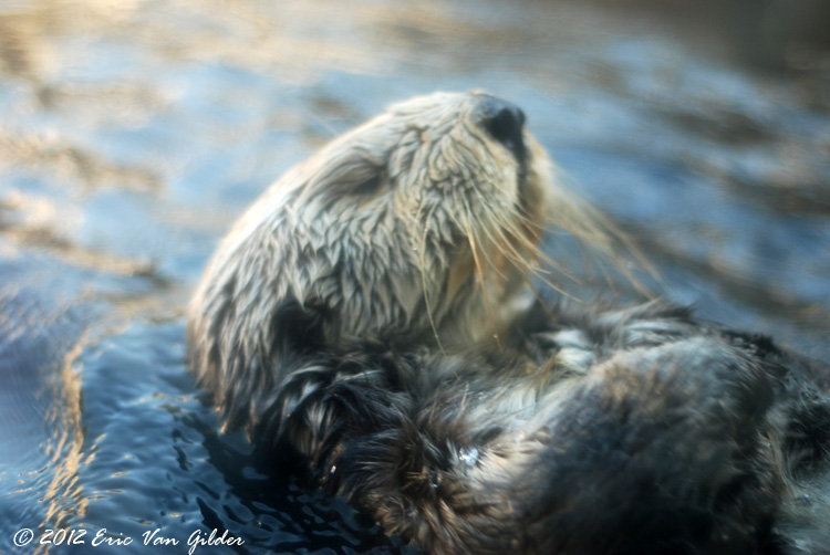 Otters