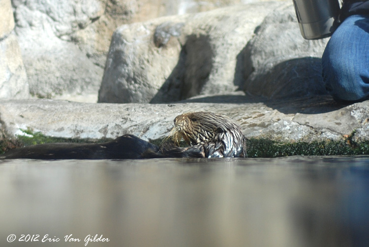 Otters