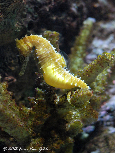 Seahorses