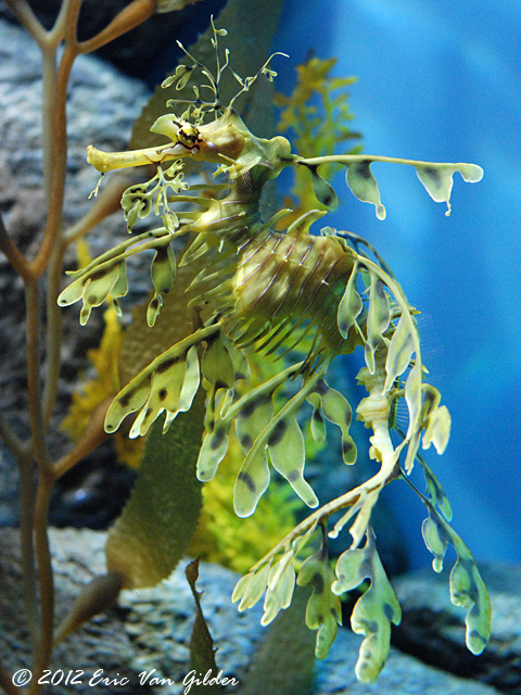Seahorses