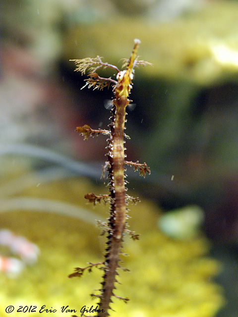 Seahorses