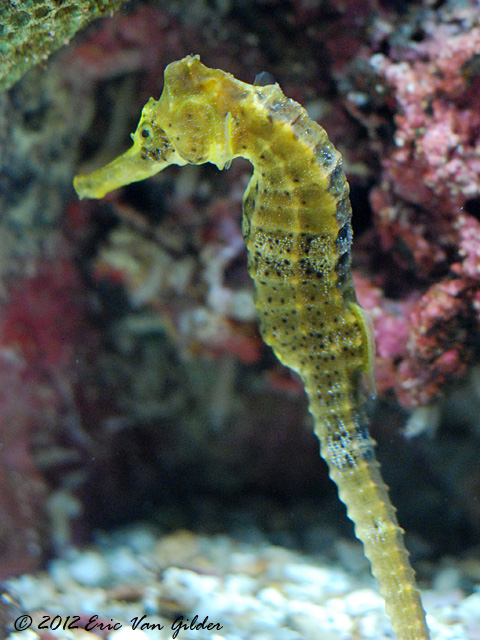 Seahorses