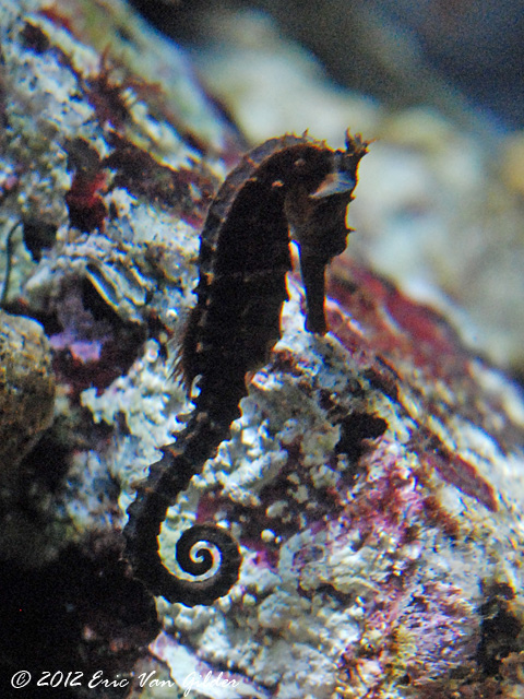 Seahorses