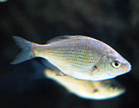 Click here for the Monterey Bay Aquarium gallery