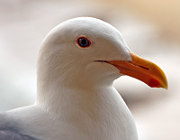 Click here for the bird gallery