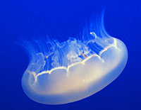 Click here for the Monterey Bay Aquarium Jellyfish gallery