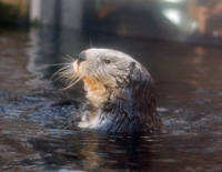 Click here for the Monterey Bay Aquarium Otters gallery