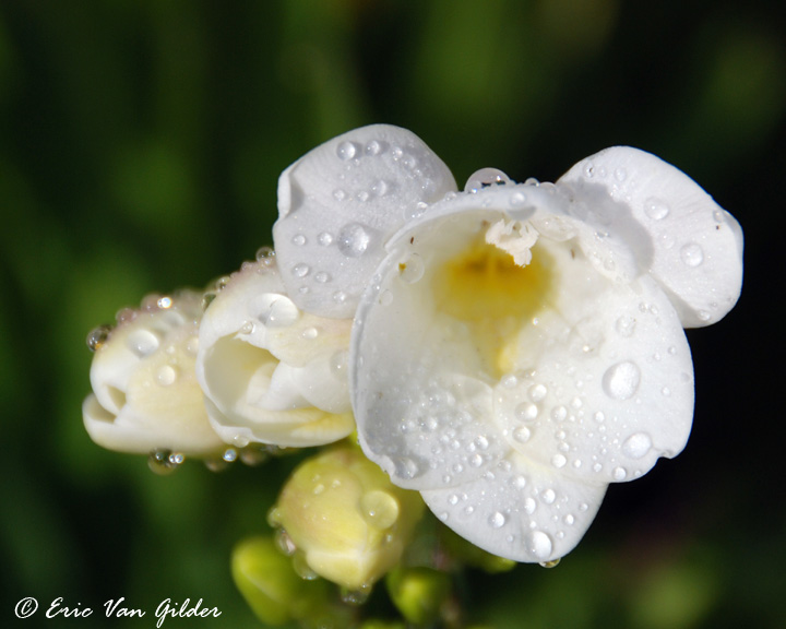 flowers and dew