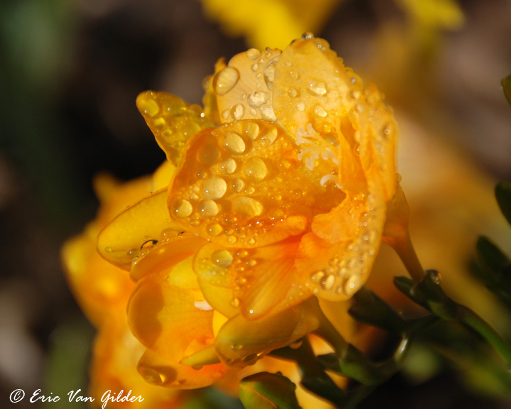 flowers and dew