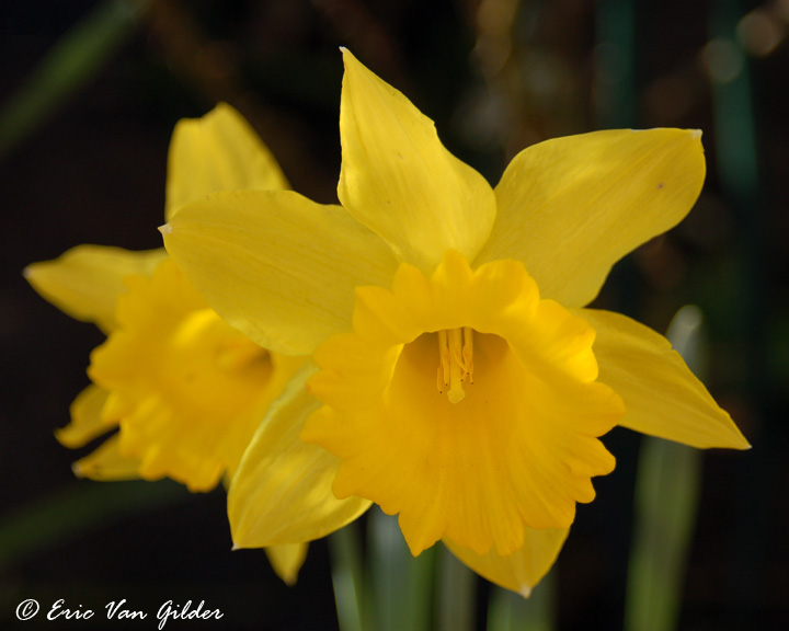 Daffodils