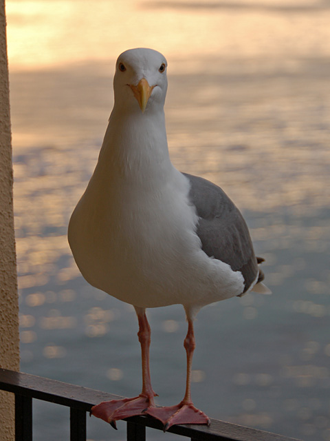 Seagull at sunrise