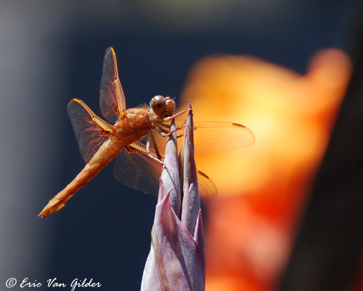 Dragonfly
