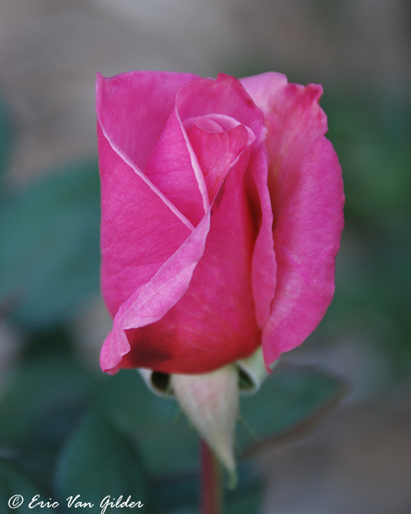 Dark
        pink rose