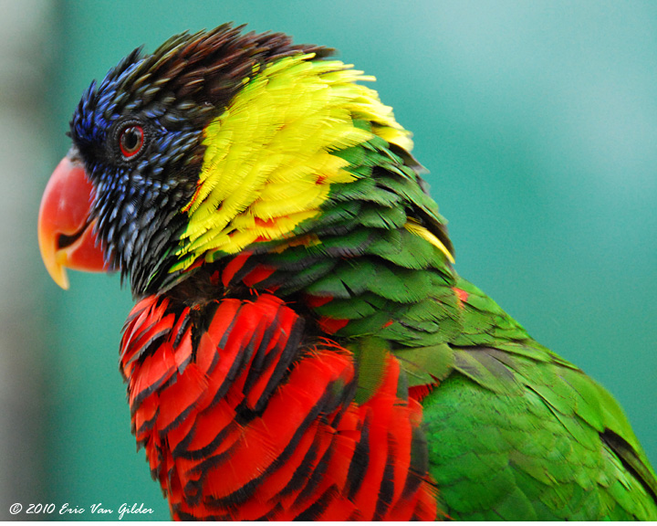 Lorikeet