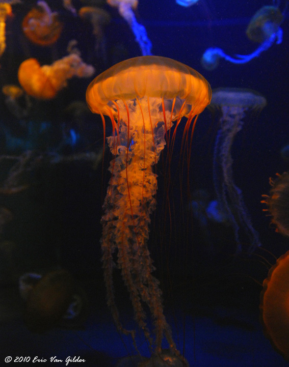 Jellyfish
        at the Long Beach Aquarium