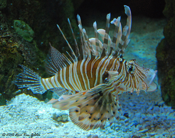 Lionfish