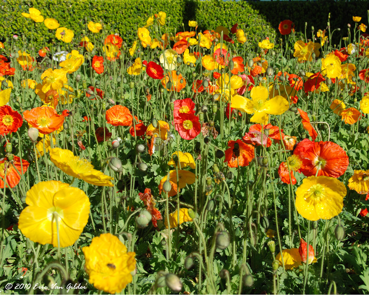 Poppies