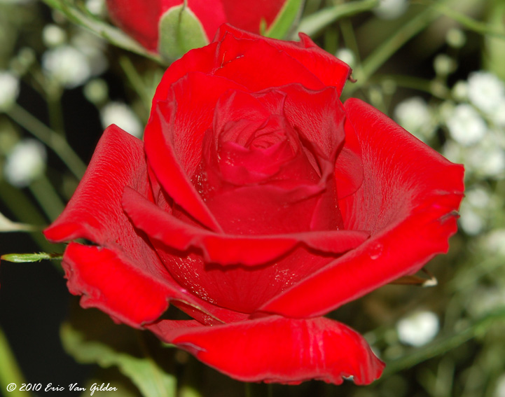 Red Rose